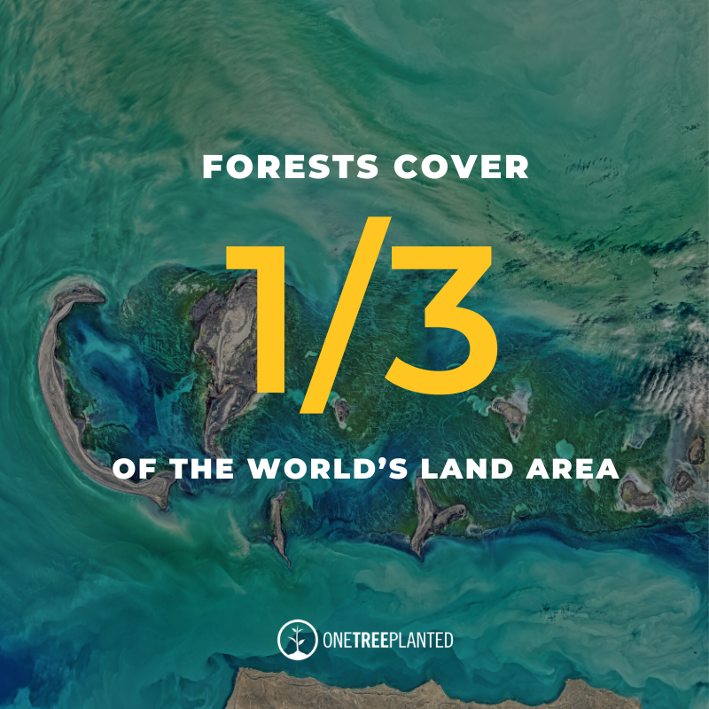 forests-cover-one-third-of-the-world-land-area